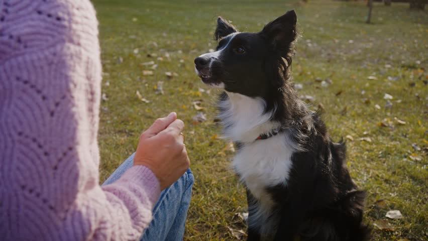 Woman skilled in handling dogs gives high five to companion pet imparting obedience in park in autumn weather. Intelligent pet performing exercises slow motion Royalty-Free Stock Footage #1111000115