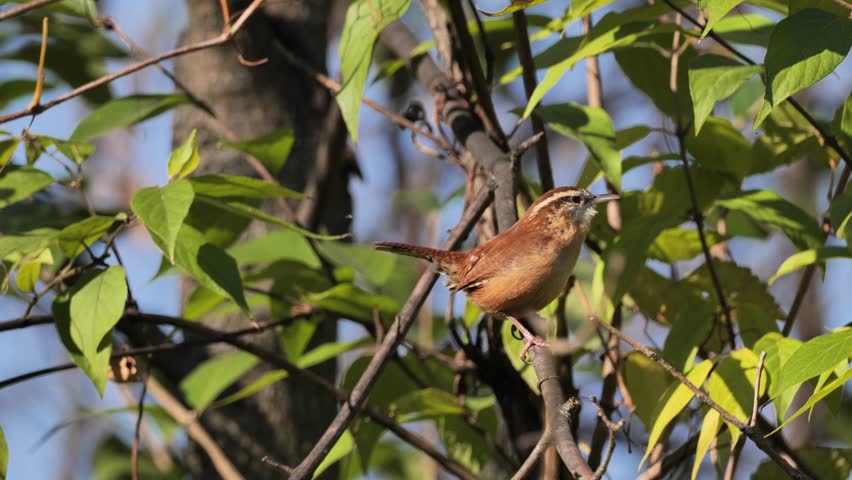 Little brave bird. Wren - small bird from the family Troglodytidae.