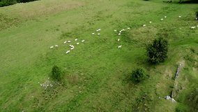 Drone Footage Shows Sheep In Shropshire Farm
