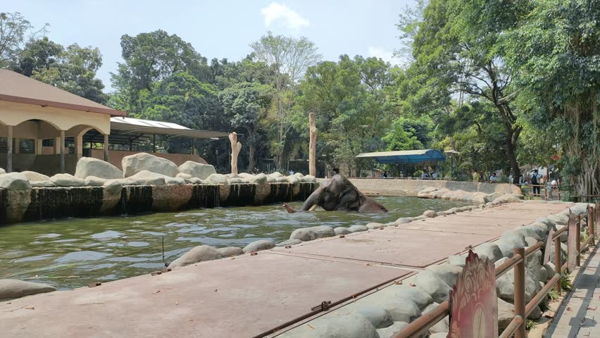 Sumatran elephants bathe in the pool