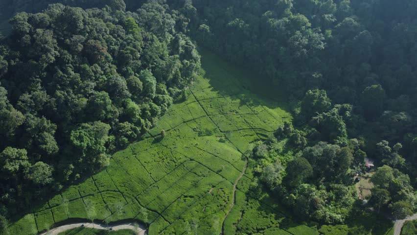 Aerial drone view of forests and tea plantations in the mountains, Puncak West Java.