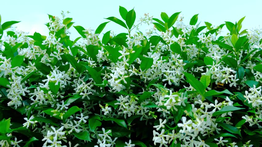 Close up of blooming Star Jasmine flowers, Confederate jessamine, Chinese star jessamine. | Shutterstock HD Video #1111008159