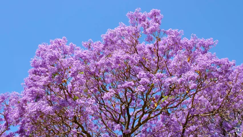 Blooming Jacaranda tree branches with purple flowers. | Shutterstock HD Video #1111008169