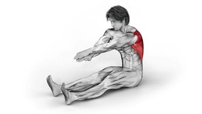 Sitting Bent Over Back Stretch-3D (210)-
Anatomy of fitness and bodybuilding with distinct active muscles-
150 frame Animation + 150 frame Alpha Matte