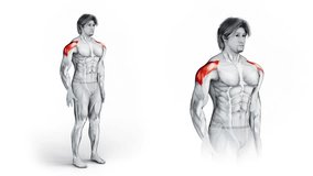 Shoulders Stretch Variation One-3D (211)-
Anatomy of fitness and bodybuilding with distinct active muscles-
150 frame Animation + 150 frame Alpha Matte