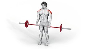 Shoulders- Barbell Front Raise-3D (218)-
Anatomy of fitness and bodybuilding with distinct active muscles-
150 frame Animation + 150 frame Alpha Matte