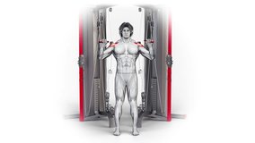 Shoulders- Cable Overhead Press-3D (221)-
Anatomy of fitness and bodybuilding with distinct active muscles-
150 frame Animation + 150 frame Alpha Matte