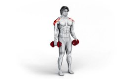 Shoulders- Dumbbell Lateral Raise-3D (225)-
Anatomy of fitness and bodybuilding with distinct active muscles-
150 frame Animation + 150 frame Alpha Matte