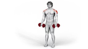 CShoulders- Dumbbell Front Raise-3D (226)-
Anatomy of fitness and bodybuilding with distinct active muscles-
150 frame Animation + 150 frame Alpha Matte