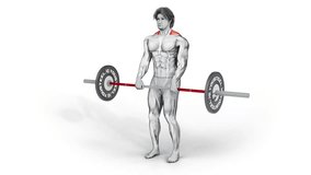 Traps - Barbell Upright Row-3D (260)-
Anatomy of fitness and bodybuilding with distinct active muscles-
150 frame Animation + 150 frame Alpha Matte