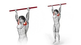 Biceps- BodyWeight - Chin Ups-3D (289)-
Anatomy of fitness and bodybuilding with distinct active muscles-
150 frame Animation + 150 frame Alpha Matte