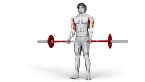 Biceps- Barbell Curl-3D (290)-
Anatomy of fitness and bodybuilding with distinct active muscles-
150 frame Animation + 150 frame Alpha Matte