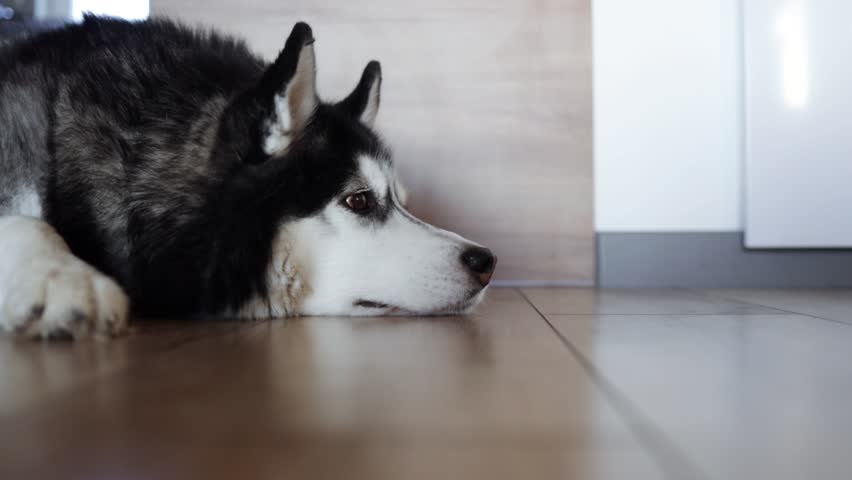 Sad Siberian Husky dog lying on the wooden floor at home