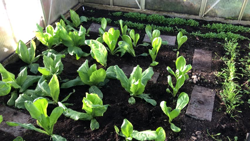 salad growing in a greenhouse in autumn in Germany, camera panning through the greenhouse