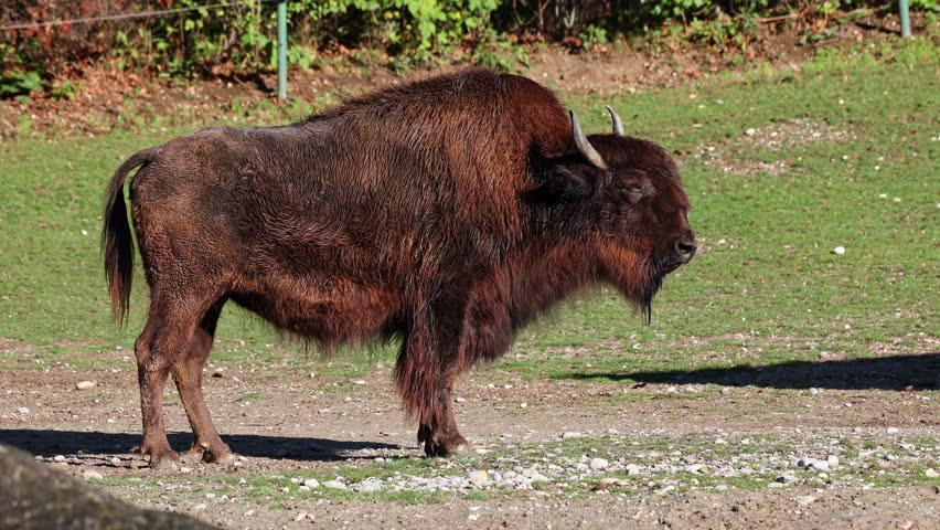The American bison or simply bison, also commonly known as the American buffalo or simply buffalo, is a North American species of bison that once roamed North America in vast herds. 