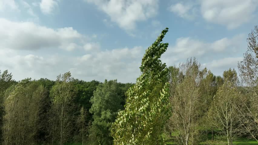 strong wind blowing and bending the poplar trees