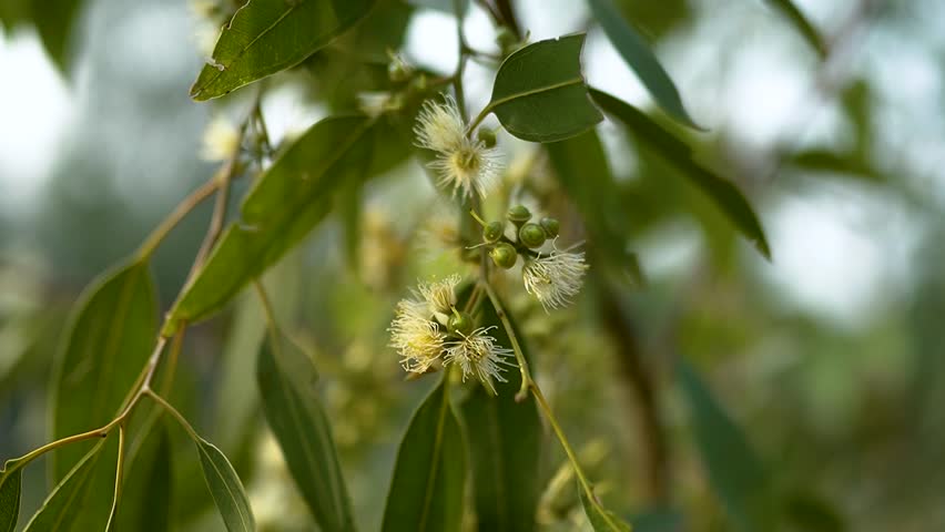 Eucalyptus branches in soft focus. Flower.natural plants and flowers. Photo of eucalyptus tree flowers and seeds. Royalty-Free Stock Footage #1111013715