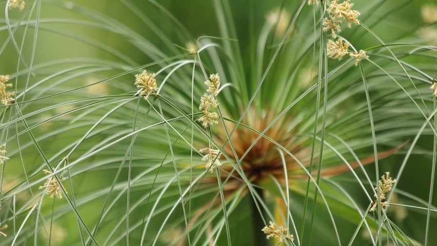 Flower Of Papyrus Tree Stock Footage Video 100 Royalty Free Shutterstock