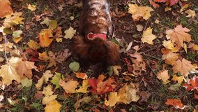 Red longhaired dachshund dog digging hole in the ground with fallen leaves in autumn park video, beautiful wiener dog outdoor on fresh air top view