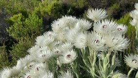 Cape snow or white everlasting (Syncarpha vestita) flowers. Hermanus, Western Cape, South Africa.