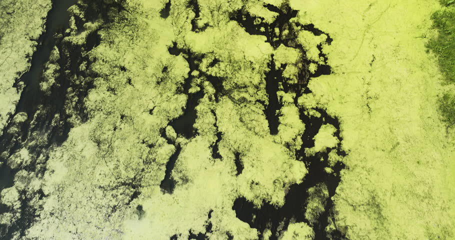 Flying Over Marshland With Green Layer Of Algae In Trempealeau National Wildlife Refuge, Wisconsin, USA - drone shot
