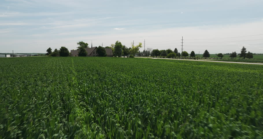 Evergreen Corn Fields Near Countryside Village During Summer In Iowa, United States. Aerial Drone Shot