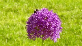 Beautiful allium flowers and bees in summer garden in the English countryside, nature and gardening, slow motion video