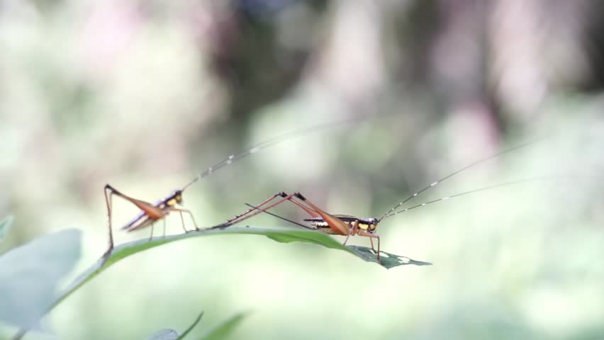 Close-up Macro Photography of Leaf with Insect
Close-up details of insect on leaf, showcasing nature