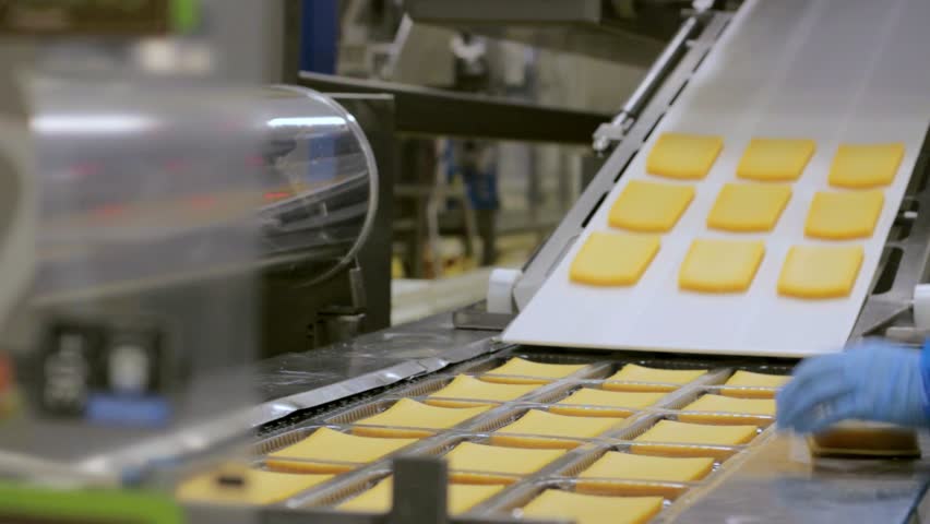 Slices of yellow cheese across the conveyor belt in a food factory