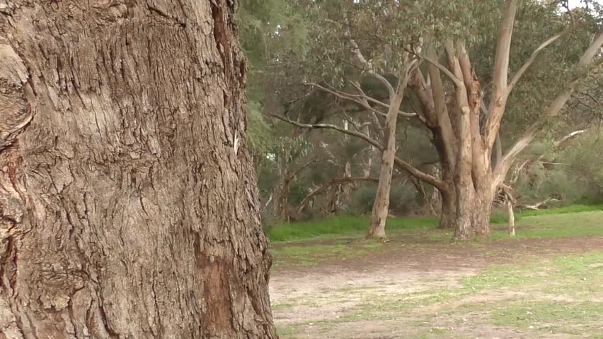 Portrait happy friendly smiling mature woman playing peekaboo hiding behind tree in park outdoors, copy space, slow motion.
