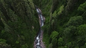 4k river water flow in green Alps forest. 4k river video. Clear Mountain River Flows Through Alpine Valley With Pine Forests
