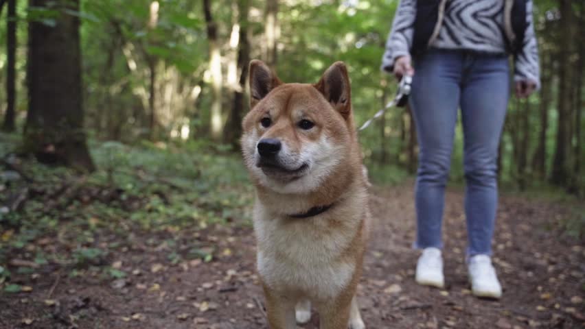 girl with dog shiba inu in the park for a walk Royalty-Free Stock Footage #1111027891