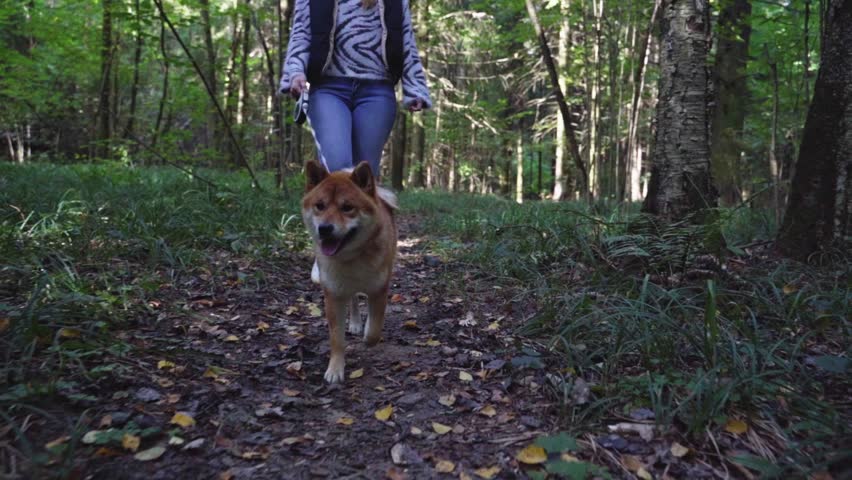 girl with dog shiba inu in the park for a walk