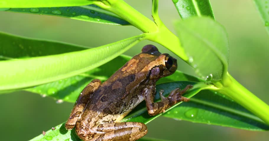 Static shot of a Cuban Treefrog Osteopilus septentrionalis on some leaves.