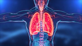 Human Respiratory System Lungs Anatomy. 3D, male anatomy respiratory tract. thoracic cavity of the chest. plain blue background. Healthcare Science, Medical Animation.
