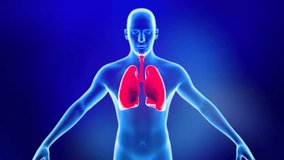 human body with its parts visible. Organ Medically accurate lungs. human respiratory system, Male Anatomy, Lungs Breathing. Blue Background, Educational, Medical, Healthcare Science Animation.