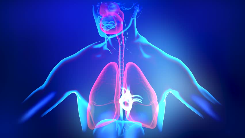 Human heart beating, human anatomy, 3D Rendered Animation of Male Anatomy Lungs Breathing, Healthy man breathing regularly. educational, science, and medical 3D animation. Royalty-Free Stock Footage #1111031005