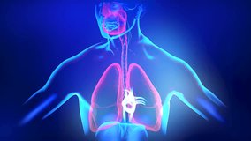Human heart beating, human anatomy, 3D Rendered Animation of Male Anatomy Lungs Breathing, Healthy man breathing regularly. educational, science, and medical 3D animation.