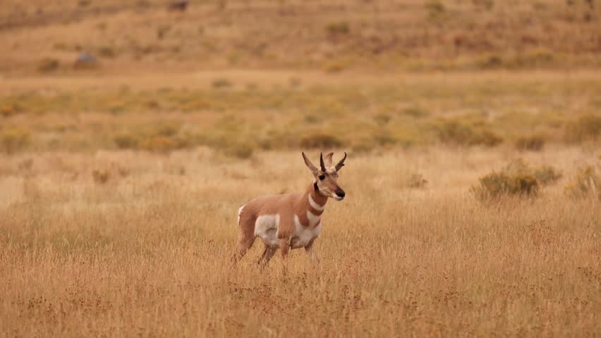 Pronghorn in Yellowstone National Park in Wyoming