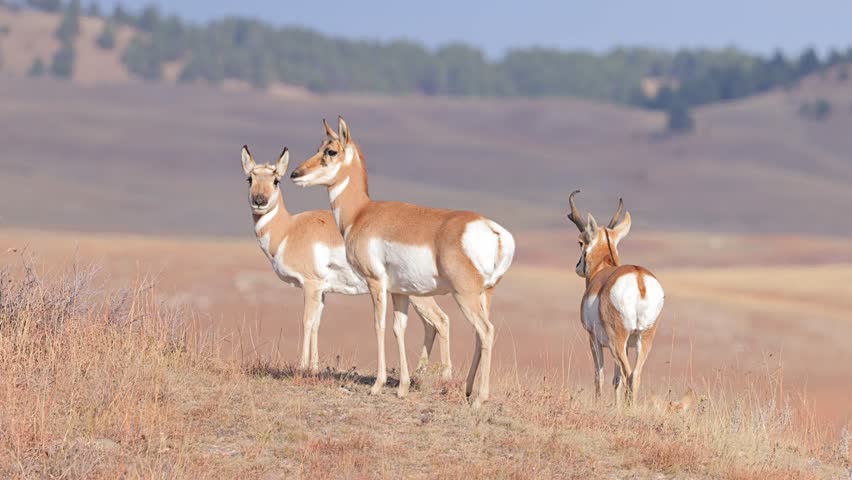 Herd of Pronghorn in Wind Cave National Park in South Dakota.