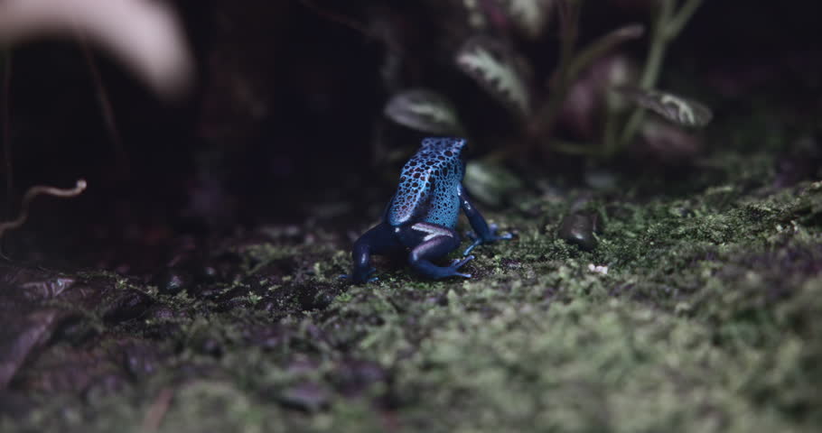 Blue Poison Dart Frog, Close up