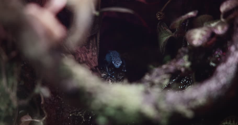 Blue Poison Dart Frog, Close up