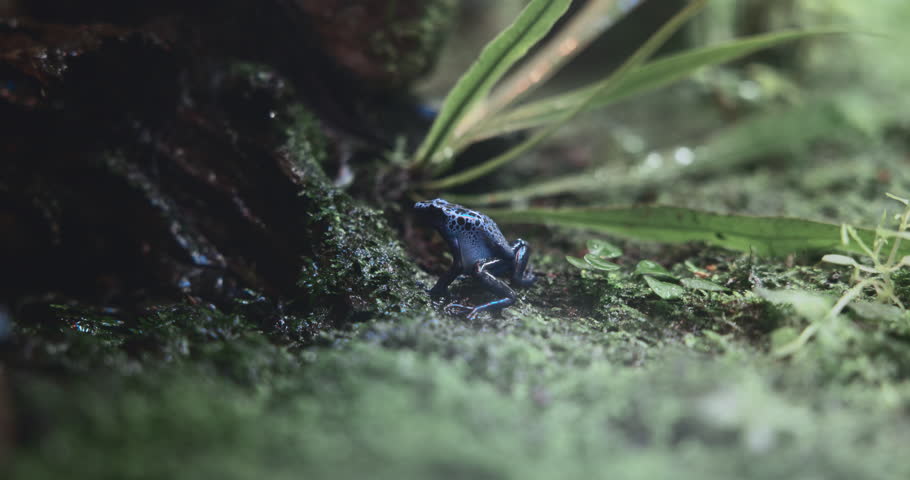 Blue Poison Dart Frog, Close up