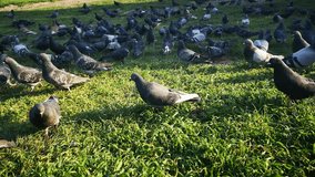 cinematic video of a flock of pigeons in a large park in the south of england during the springtime