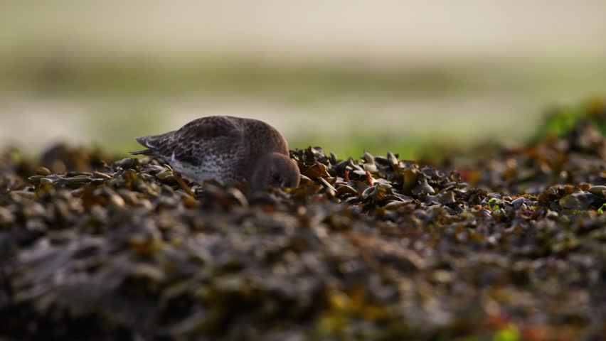 Close up of a purple sandpiper walking and foraging over mounts of brown and green seaweed that had washed up on shore 