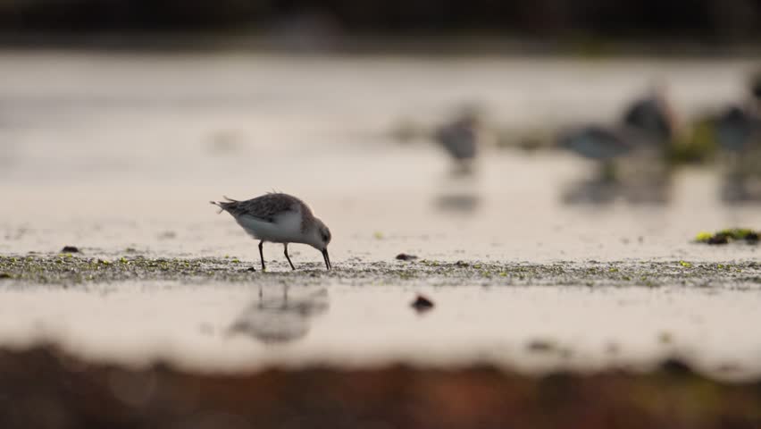 Medium shot of a sanderling walking on wet sandy beach probing and foraging for food with other birds out of focus in the background, late afternoon and in slow motion Royalty-Free Stock Footage #1111036505