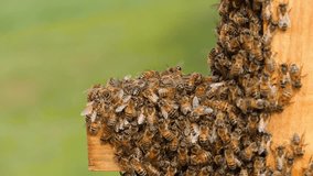 Bee congregation on a wooden surface. This video clip shows a congregation of