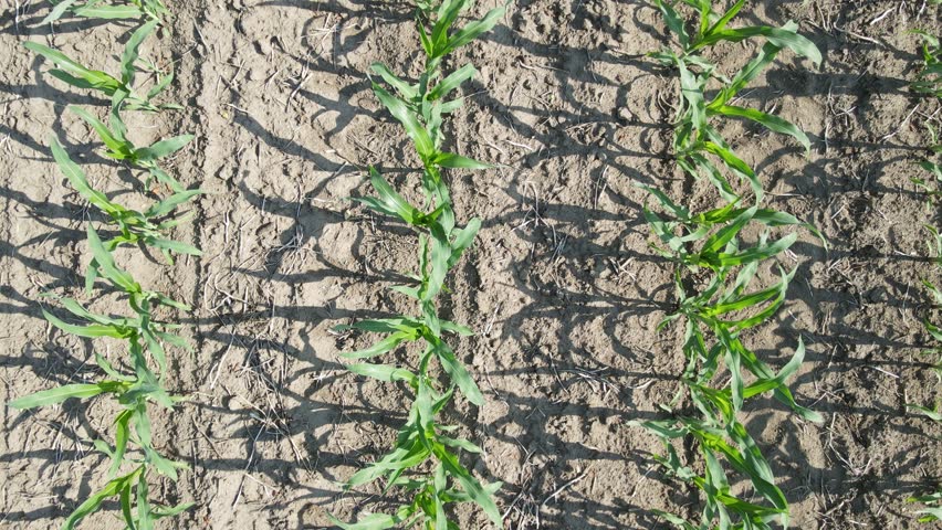 Low flight and takeoff above corn field, aerial top view a field at sunset