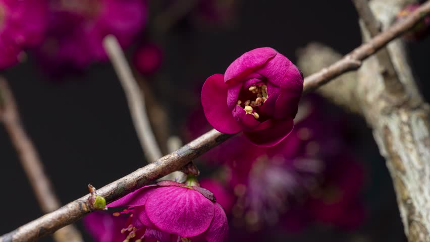 4K time-lapse video of red plum blossoms in bloom. Royalty-Free Stock Footage #1111052605