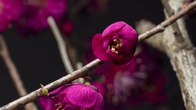 4K time-lapse video of red plum blossoms in bloom.